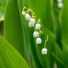 Muguet blanc - Le parfum du 1er mai chez vous