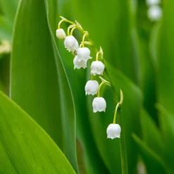 Muguet blanc - Le parfum du 1er mai chez vous