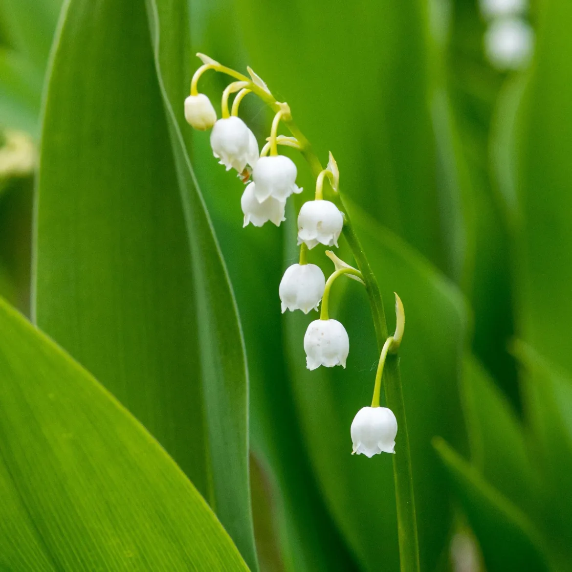 Muguet blanc - Le parfum du 1er mai chez vous