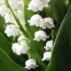 Muguet blanc - Le parfum du 1er mai chez vous
