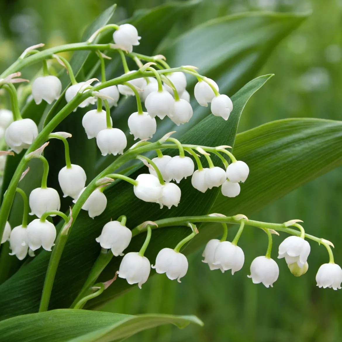 Muguet blanc - Le parfum du 1er mai chez vous