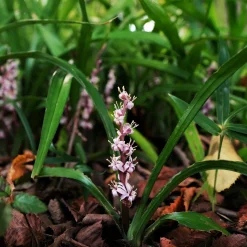 Muguet de Chine - Un tapis fleuri sans effort