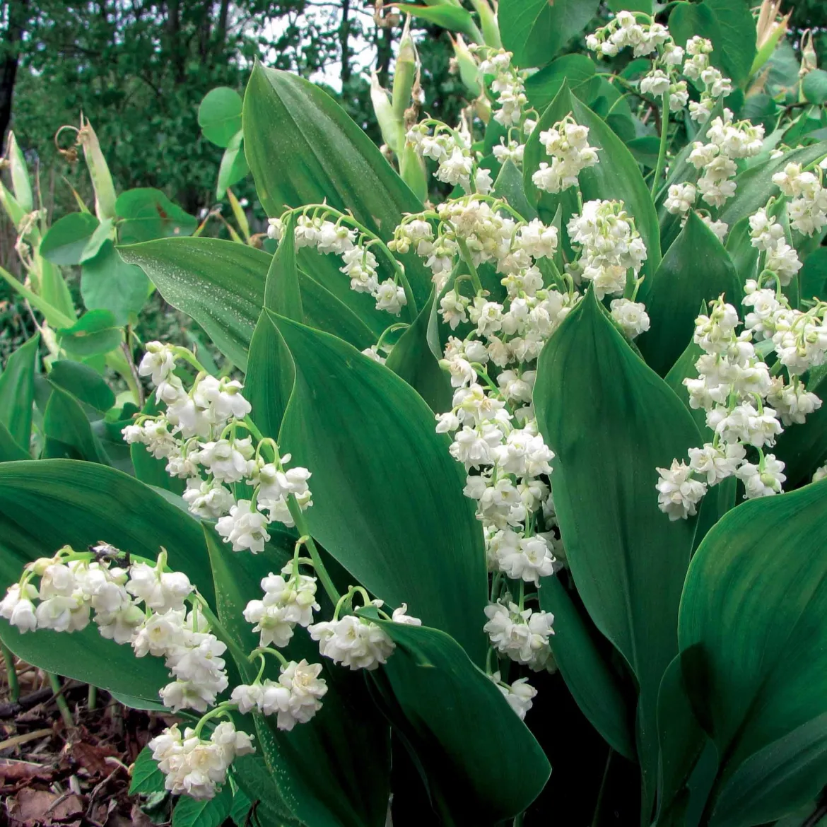 3 Muguets doubles blancs - Le muguet en version XXL
