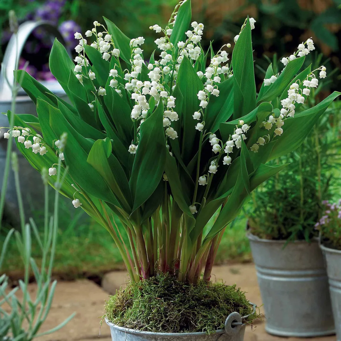 5 Muguets géant Bordeaux - Le muguet en version XXL