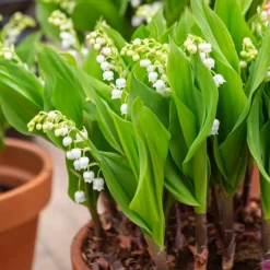 5 Muguets géant Bordeaux - Le muguet en version XXL