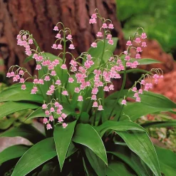 3 Muguets roses Extra - Le muguet, version rose
