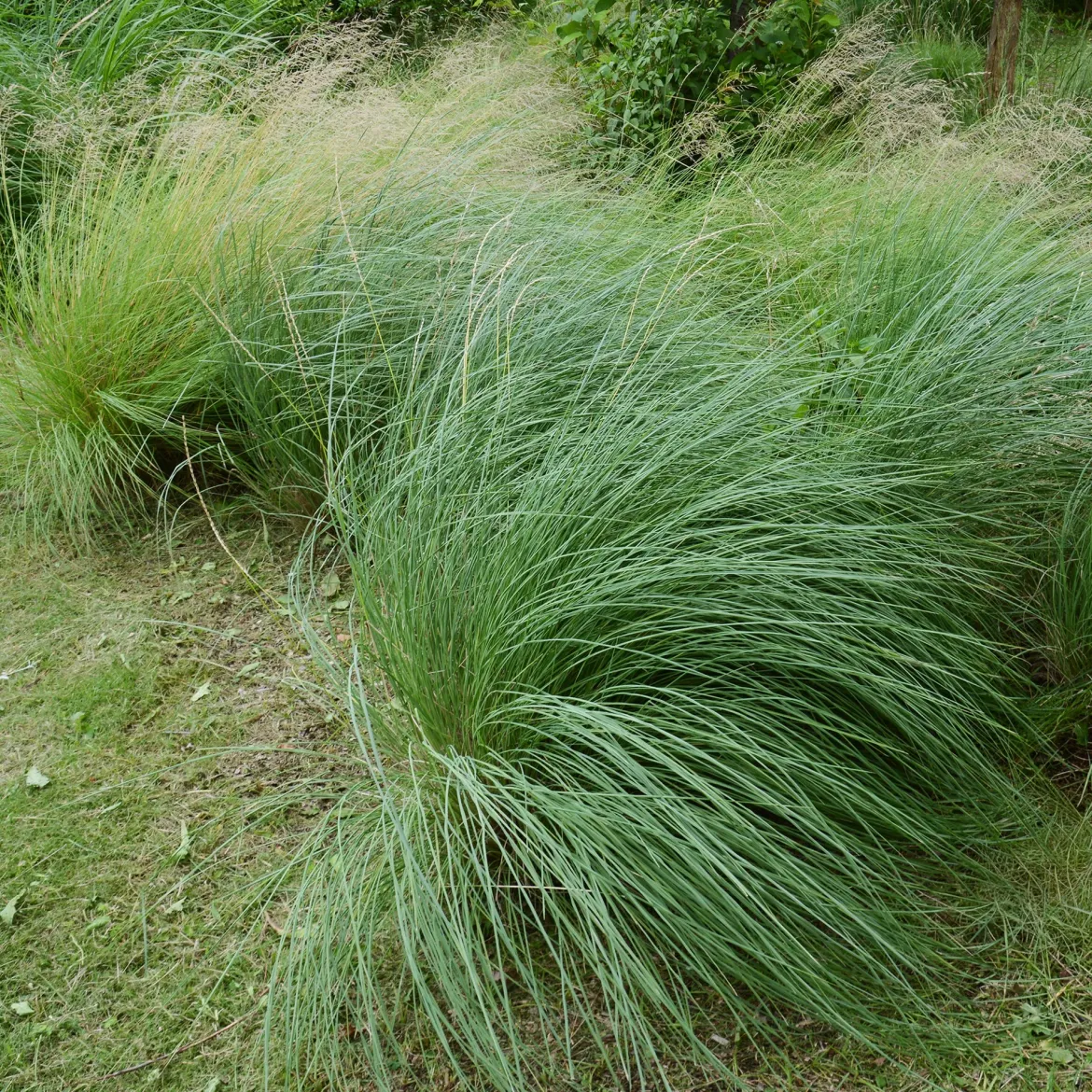 Muhlenbergia rigens - Graminée déco zéro entretien