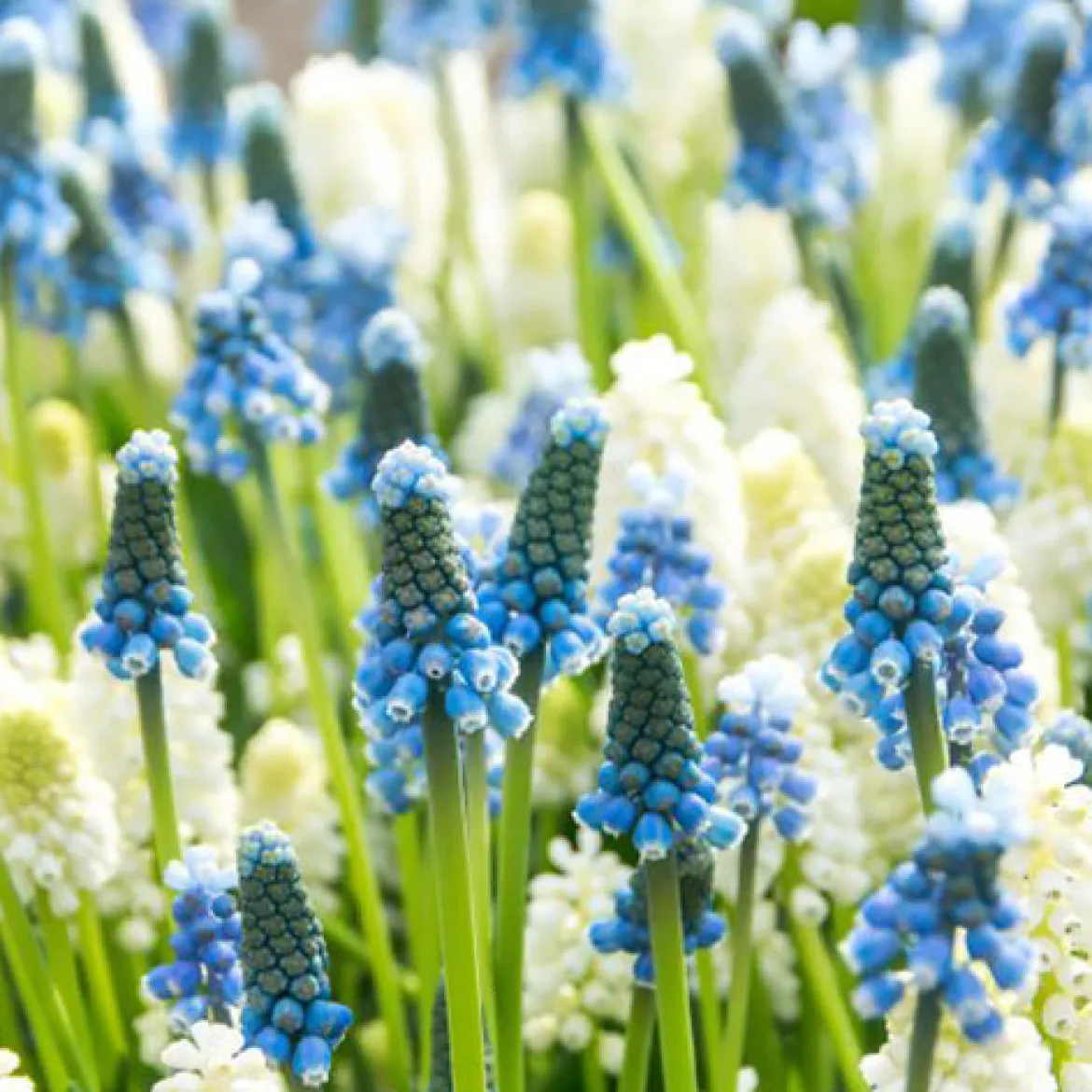 35 Muscaris bleu et blanc en mélange - Un tapis fleuri dès l'hiver