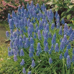 10 Muscaris bleus - Un tapis bleu au printemps