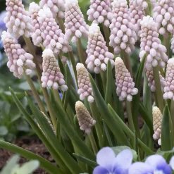 5 Muscaris rose Pink Sunrise - Le muscari qui vire au rose