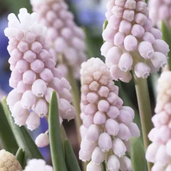 5 Muscaris rose Pink Sunrise - Le muscari qui vire au rose