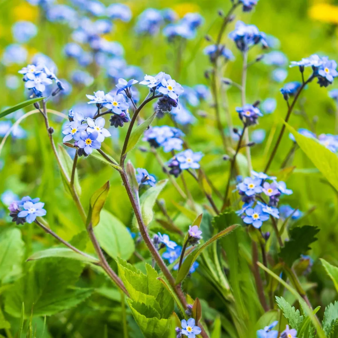 Myosotis des marais - Le bleu qui aime l'eau