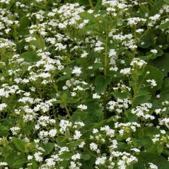 Myosotis du Caucase Betty Bowring - Le blanc qui éclaire l'ombre