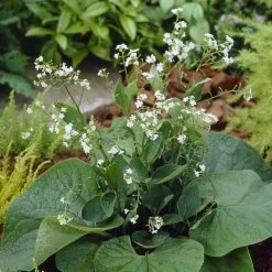 Myosotis du Caucase Betty Bowring - Le blanc qui éclaire l'ombre