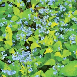 Myosotis du Caucase Diane's Gold - L'or qui éclaire l'ombre