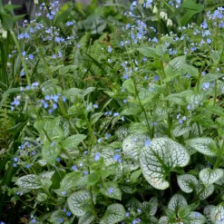 Myosotis du Caucase Emerald Mist ® - L'ombre enfin fleurie