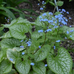Myosotis du Caucase Emerald Mist ® - L'ombre enfin fleurie