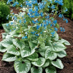Myosotis du Caucase Emerald Mist ® - L'ombre enfin fleurie