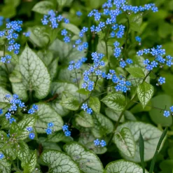 Myosotis du Caucase 'Jack Frost' - La star des coins ombragés
