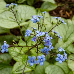 Myosotis du Caucase 'Jack Frost' - La star des coins ombragés