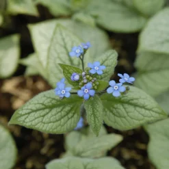 Myosotis du Caucase Looking Glass - Feuillage argenté, effet lumière