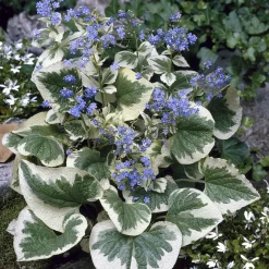 Myosotis du Caucase panaché - Il illumine vos coins d'ombre
