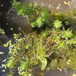 Myriophyllum 'Red Stem' - Des tiges rouges qui subliment l'eau