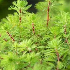 Myriophyllum 'Red Stem' - Des tiges rouges qui subliment l'eau