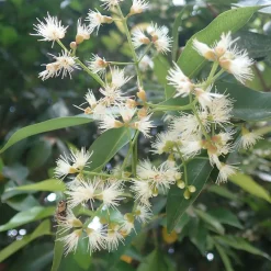 Myrte d'Australie Newport - Eugenia - Une haie verte toute l'année