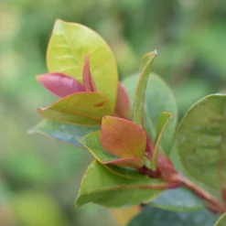 Myrte d'Australie Newport - Eugenia - Une haie verte toute l'année
