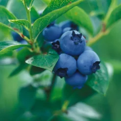 Myrtillier 'Giant Patriot' - Des myrtilles XXL chez vous