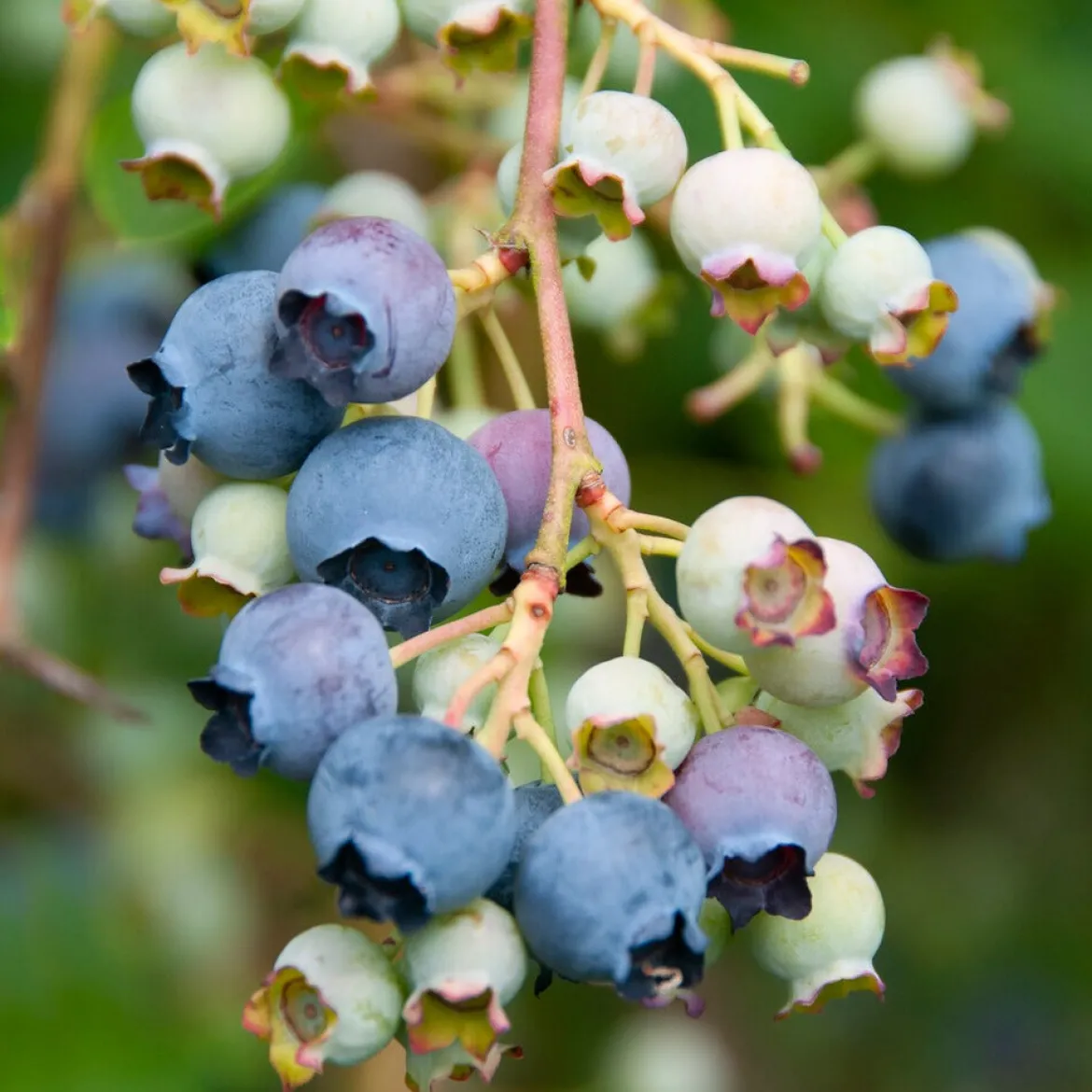 Myrtillier 'Giant Patriot' - Des myrtilles XXL chez vous