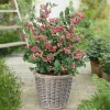 Myrtillier Pink Lemonade - Des myrtilles roses au balcon