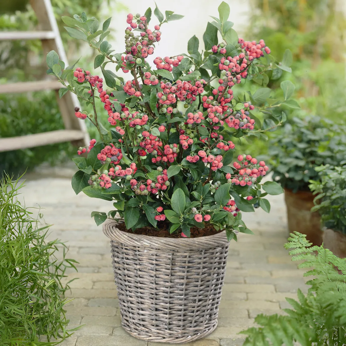 Myrtillier Pink Lemonade - Des myrtilles roses au balcon