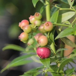 Myrtillier Pink Lemonade - Des myrtilles roses au balcon