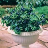 Myrtillier 'Top Hat' - Des myrtilles sur le balcon