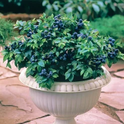 Myrtillier 'Top Hat' - Des myrtilles sur le balcon