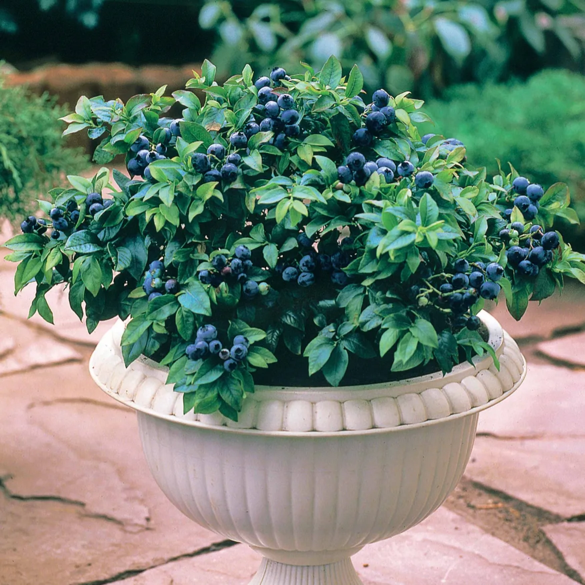 Myrtillier 'Top Hat' - Des myrtilles sur le balcon