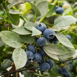 Myrtillier Vitaminos - Des myrtilles dès la 1re année
