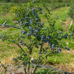Myrtillier Vitaminos - Des myrtilles dès la 1re année