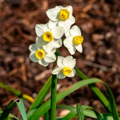 Narcisse Avalanche - Un bouquet par tige