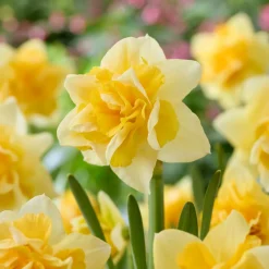 Narcisse double Growers Beauty - Fleurs doubles au printemps