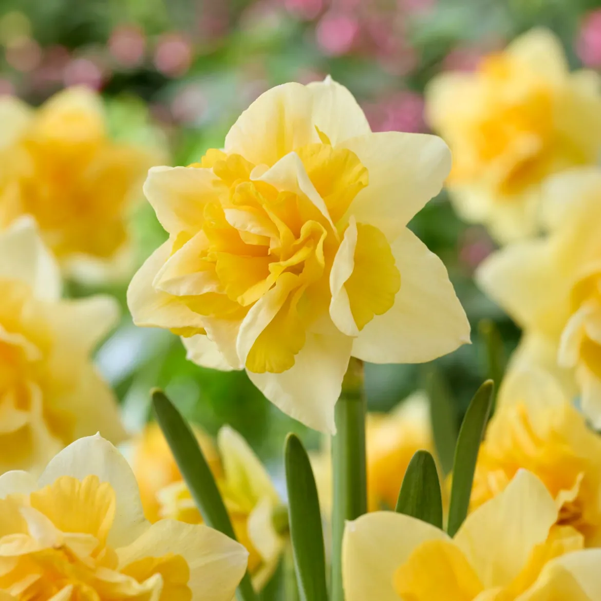 Narcisse double Growers Beauty - Fleurs doubles au printemps