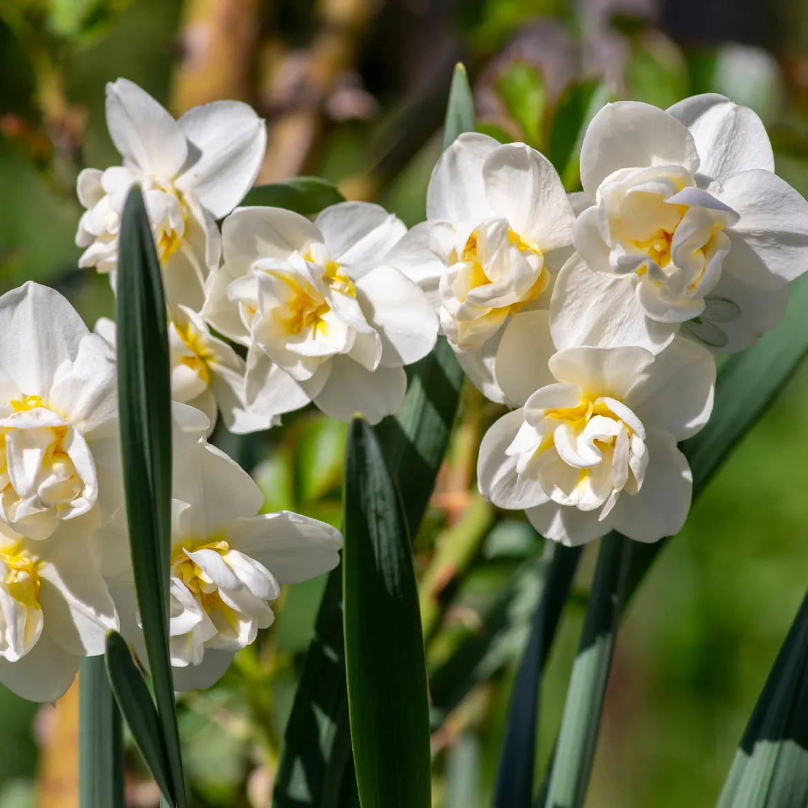 Narcisse à fleurs doubles en mélange - Le printemps en double