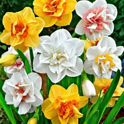 Narcisse à fleurs doubles en mélange - Le printemps en double