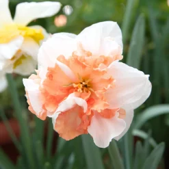 Narcisse à fleurs doubles en mélange - Le printemps en double
