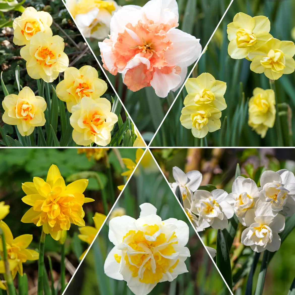 Narcisse à fleurs doubles en mélange - Le printemps en double