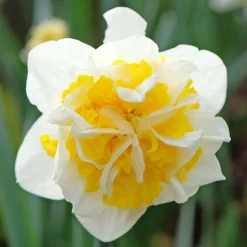 Narcisse à fleurs doubles en mélange - Le printemps en double