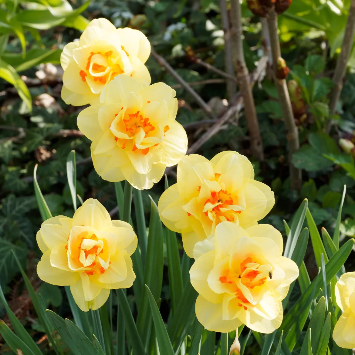 Narcisse à fleurs doubles en mélange - Le printemps en double