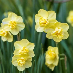 Narcisse à fleurs doubles en mélange - Le printemps en double